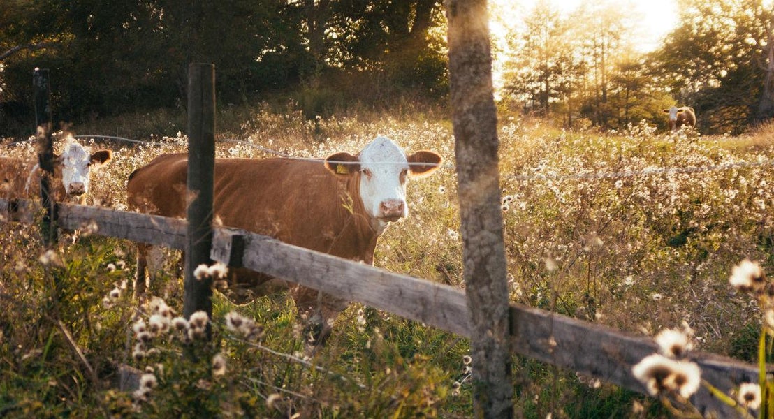 Interflora i Uppsala